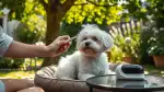 Tränenflecken beim Hund