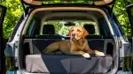 Hundetrennwand im Auto