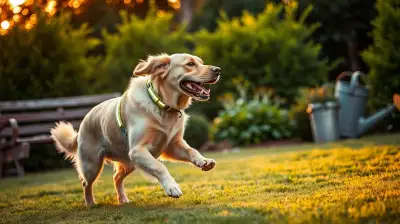 Das richtige Hundehalsband finden
