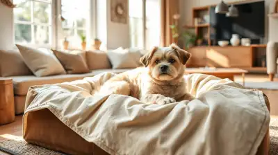 Hundeangst vor fremden Menschen überwinden