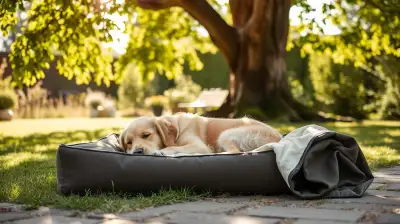 Waschbare Hundebetten im Test