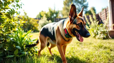 GPS Hundeortung: Sicherheit für deinen Vierbeiner