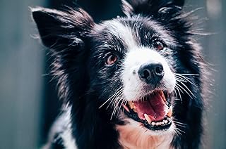 Tackenberg Balance-Fit – Gesunder Barf Flockenmix für Hunde (& Allergiker), 4 x 3000 g
