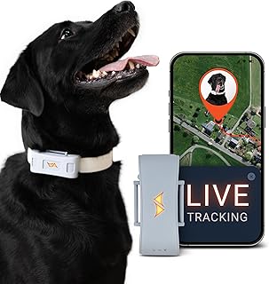 PAJ GPS Tracker für Hunde 4G – inkl. 3 Monate Premium ABO – Weglaufalarme + weltweite Live-Ortun…